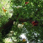 Maulbeerbaum